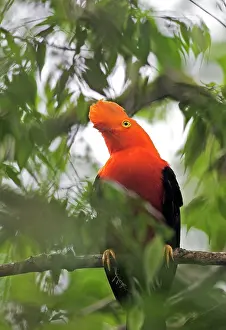 Peruviana: Andean Cock-of-the-rock - male