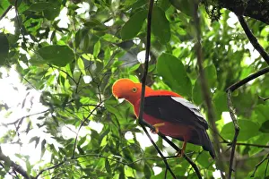 Peruviana: Andean Cock-of-the-rock - male