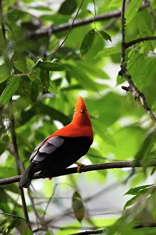 Peruviana: Andean Cock-of-the-rock - male