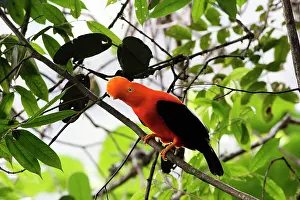 Peruviana: Andean Cock-of-the-rock - male