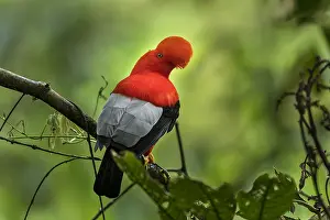 Alto: Andean Cock-of-the-rock (Rupicola peruvianus) Natural