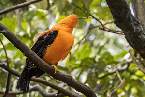 Cotinga: Andean cock-of-the-rock, tunki (Rupicola peruvianus)