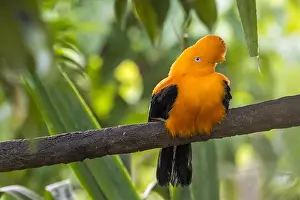 Cotinga: Andean cock-of-the-rock, tunki (Rupicola peruvianus)
