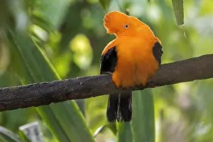 Cotinga: Andean cock-of-the-rock, tunki (Rupicola peruvianus)
