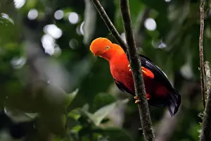 Peruviana: Andean Cock of the rock