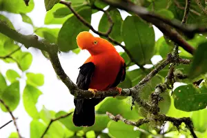 Peruviana: Andean Cock of the Rock