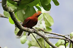 Peruviana: Andean Cock of the Rock - female