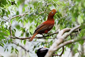 Peruviana: Andean Cock of the Rock - female
