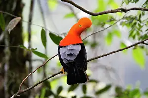 Peruviana: Andean Cock of the Rock - male