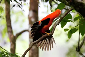 Peruviana: Andean Cock of the Rock - male