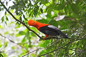 Peruviana: Andean Cock of the Rock - male