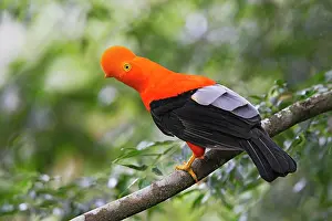 Peruviana: Andean Cock of the Rock - male