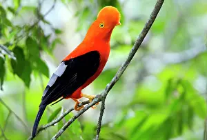 Peruviana: Andean Cock of the Rock - male