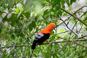Peruviana: Andean Cock of the Rock - male