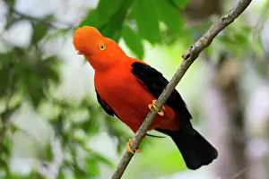 Peruviana: Andean Cock of the Rock - male