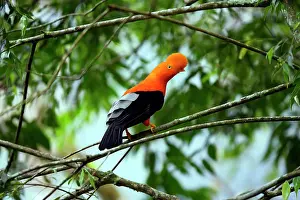 Peruviana: Andean Cock of the Rock - male