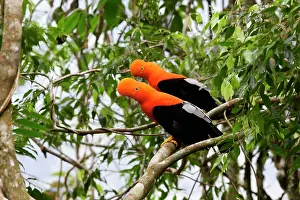 Peruviana: Andean Cock of the Rock - male