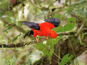 Lekking: Andean Cock of the Rock- male on lek Rupicola pe
