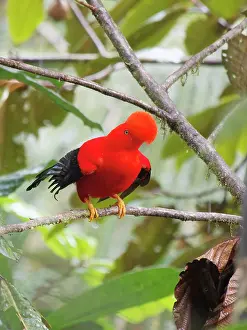 Lekking: Andean Cock of the Rock- male on lek Rupicola pe