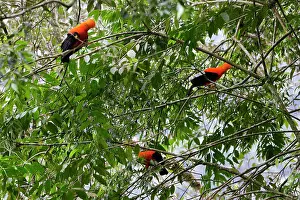 Peruviana: Andean Cock of the Rocks - male