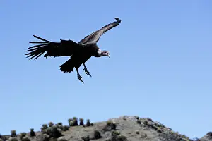 Condors: Andean Condor