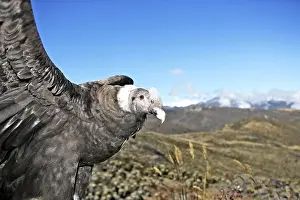 Condors: Andean Condor