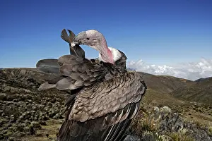 Condors: Andean Condor