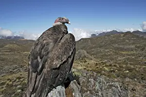 Condors: Andean Condor