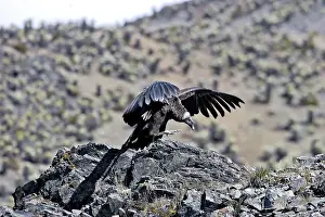 Condors: Andean Condor