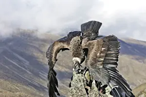 Condors: Andean Condor