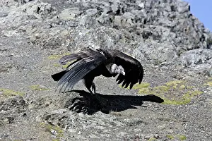 Condors: Andean Condor