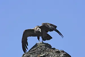 Condors: Andean Condor