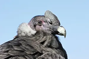 Condors: Andean Condor