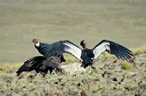 Condors: Andean Condor