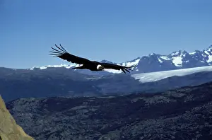 Condors: Andean condor