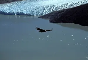 Condors: Andean condor