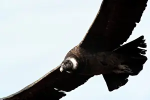 Condor: Andean Condor