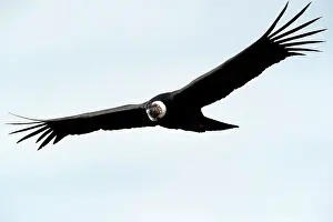 Condor: Andean Condor