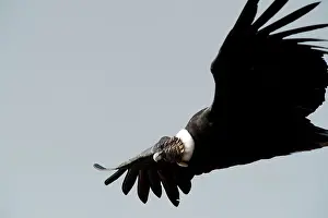 Condor: Andean Condor