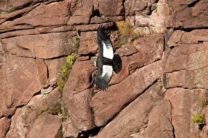 Condor: Andean Condor