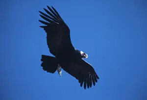 Condor: Andean condor