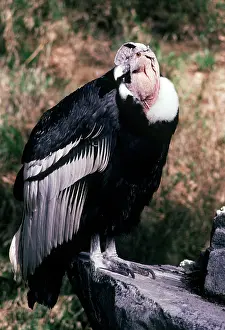Condor: Andean Condor