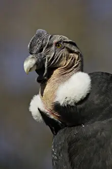 Condor: Andean Condor