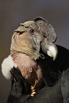 Condor: Andean Condor