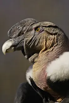 Condor: Andean Condor