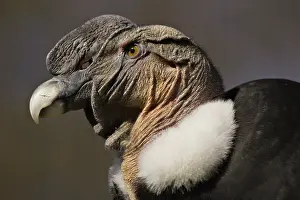 Condor: Andean Condor