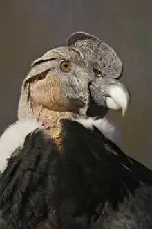 Condor: Andean Condor