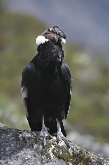 Condor: Andean Condor