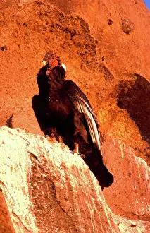 Condor: Andean Condor