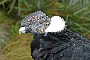 Condor: Andean Condor